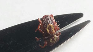 Protick Remedy Tick Removal Tool for Dogs Cats Horses People and Pets - Includes 5X Magnifier Tick ID Card